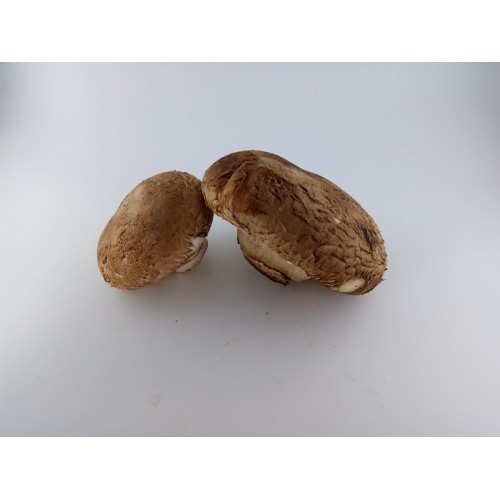 大啡菇
